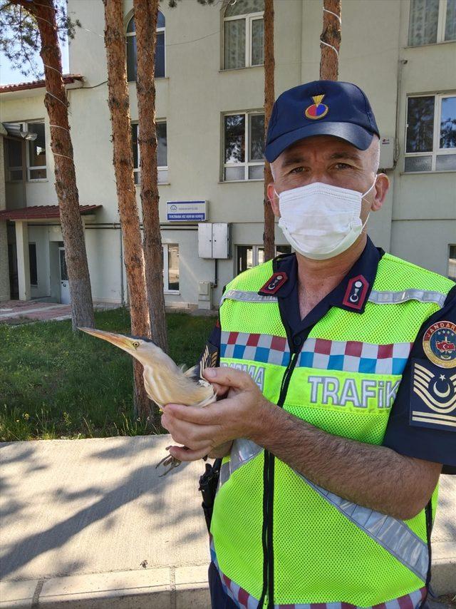 Erzincan'da jandarmanın bulduğu yaralı balaban kuşu tedavi altına alındı