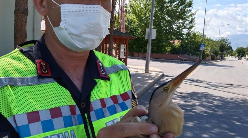 Erzincan'da jandarmanın bulduğu yaralı balaban kuşu tedavi altına alındı