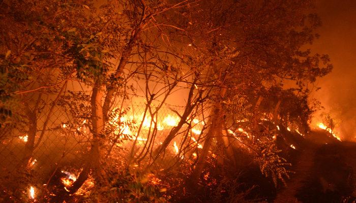 Kahramanmaraş'ta havai fişekten çıkan kıvılcımlar zeytin bahçesini yaktı