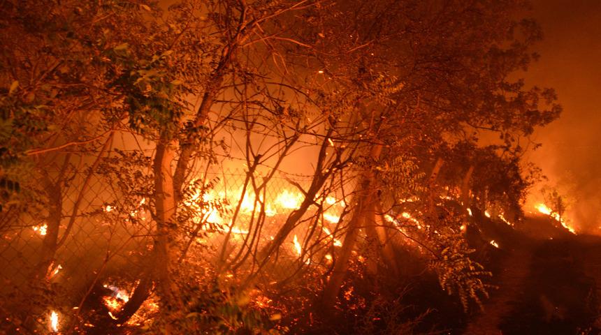Kahramanmaraş'ta havai fişekten çıkan kıvılcımlar zeytin bahçesini yaktı