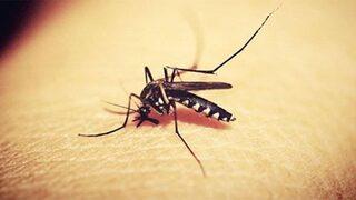 Batı Nil Virüsü nedir? Batı Nil Virüsü öldürür mü ve bulaşıcı mı? İşte belirtileri...