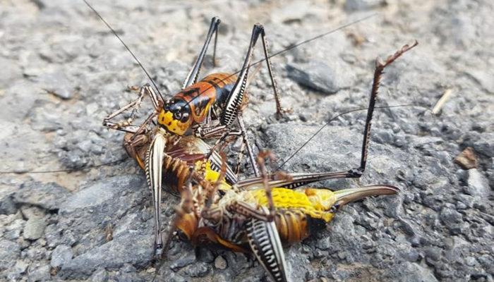 Yer: Hakkari! Etçil çekirge görenleri şaşırttı