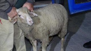 Kurbanlık koç firar etti, 13 saat sonra operasyonla yakalandı