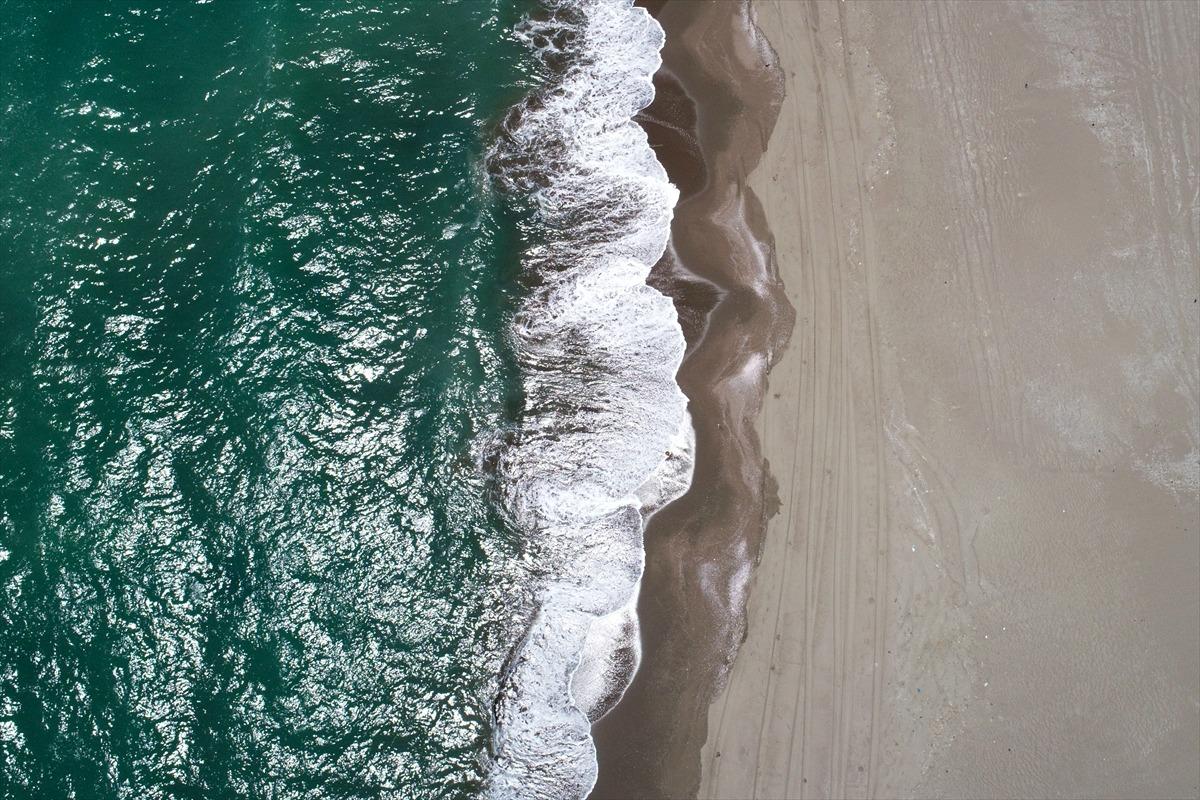 Yeşil deniz kaplumbağaları, Adana Akyatan Sahili'ne yumurta bırakmaya başladı