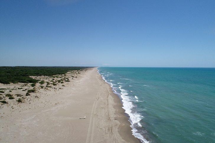Yeşil deniz kaplumbağaları, Adana Akyatan Sahili'ne yumurta bırakmaya başladı G2