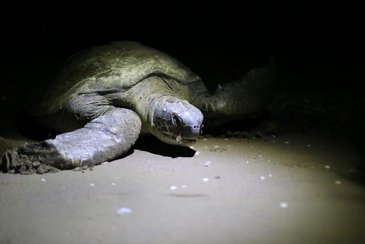 Yeşil deniz kaplumbağaları, Adana Akyatan Sahili'ne yumurta bırakmaya başladı G5