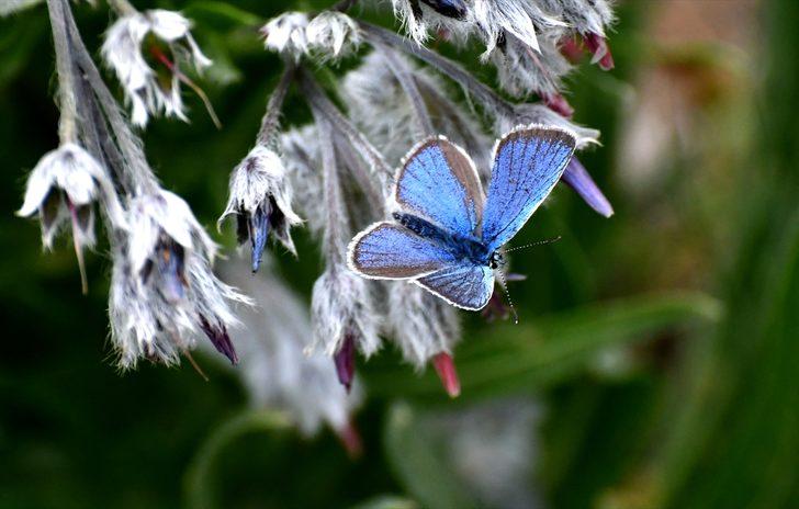 Sarıkamış'ta mavi, kızıl ve kahverengi kelebekler renk cümbüşü oluşturuyor G5