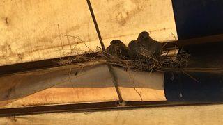 İş yerinin tentesine yuva yapan kumru ve iki yavrusuna esnaftan hassasiyet