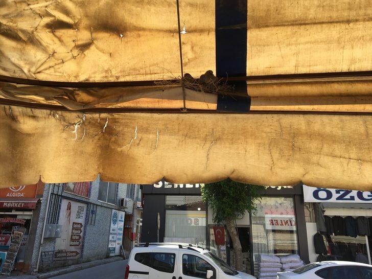 İş yerinin tentesine yuva yapan kumru ve iki yavrusuna esnaftan hassasiyet G2