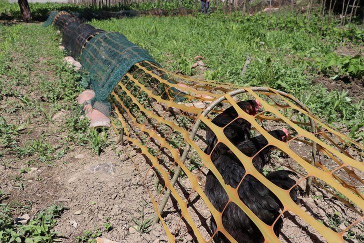 Tavuklarının ekili alanlara zarar vermemesi için 70 metre uzunluğunda "tünel" yaptı G1