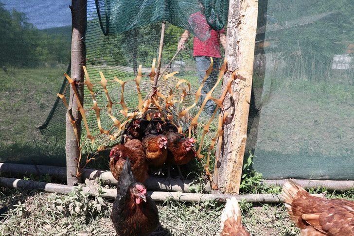 Tavuklarının ekili alanlara zarar vermemesi için 70 metre uzunluğunda "tünel" yaptı G2