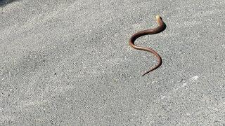 Bu kertenkeleyi gören yılan sanıyor!