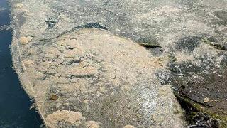 Marmara'daki deniz salyası Karadeniz'e sıçradı! 