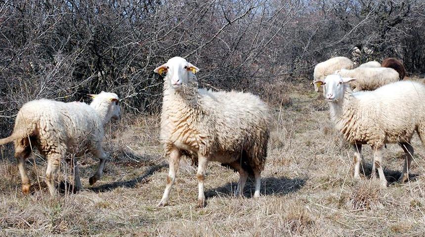 Koyun ve keçi ödemeleri ne zaman yatacak? Koyun ve keçi ödemeleri ne kadar?