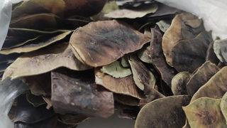 Uzman isim uyardı! Zayıflamak için 'açlık otu' tüketenler dikkat