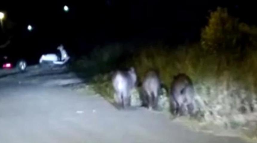 Yer: İstanbul! Aç kalan domuzlar mahalleye indi, vatandaşlar yetkililerden yardım istedi