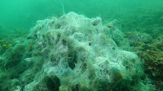 Bakanlık duyurdu! 7 il için 'müsilaj' genelgesi: Yarın başlıyor