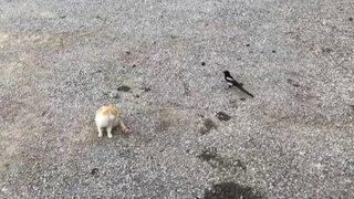 Karganın kediyle oyunu izleyenleri gülümsetti