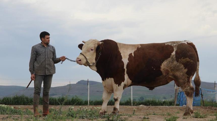 Fiyatıyla dudak uçuklatıyor, dev tosunu görenler gözlerine inanamıyor
