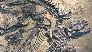 Avustralya’da kıtanın en büyük dinozoru keşfedildi