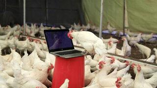 Tavuklar için opera sanatçısına klasik müzik repertuvarı hazırlattı, bakın sonuç ne oldu