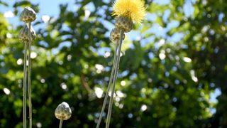 Dokunan yanar! 'Tülüşah'ı koparmanın cezası 73 bin 747 TL