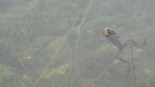 'Ötmeyen kurbağaları' yiyen balıkların avlanmasına izin verildi