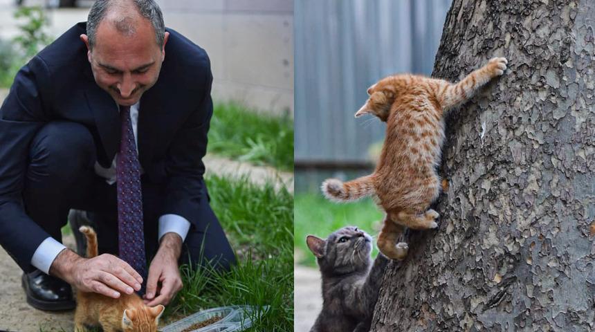 Hayvan hakları yasasında geri sayım başladı! Bakan Gül duyurdu