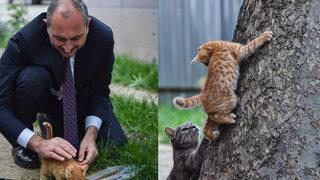 Hayvan hakları yasasında geri sayım başladı! Bakan Gül duyurdu