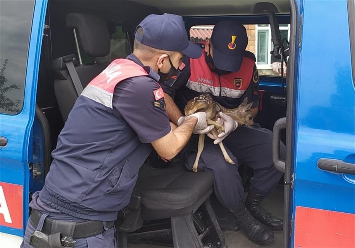 Samsun'da yol kenarında bulunan karaca yavrusu koruma altına alındı