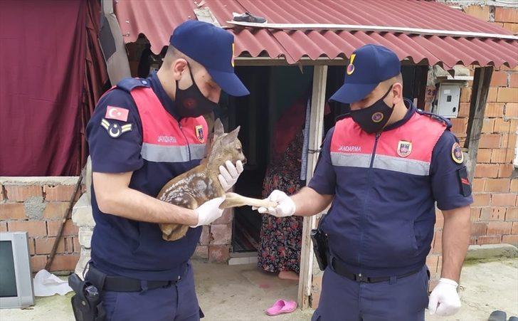 Samsun'da yol kenarında bulunan karaca yavrusu koruma altına alındı G2
