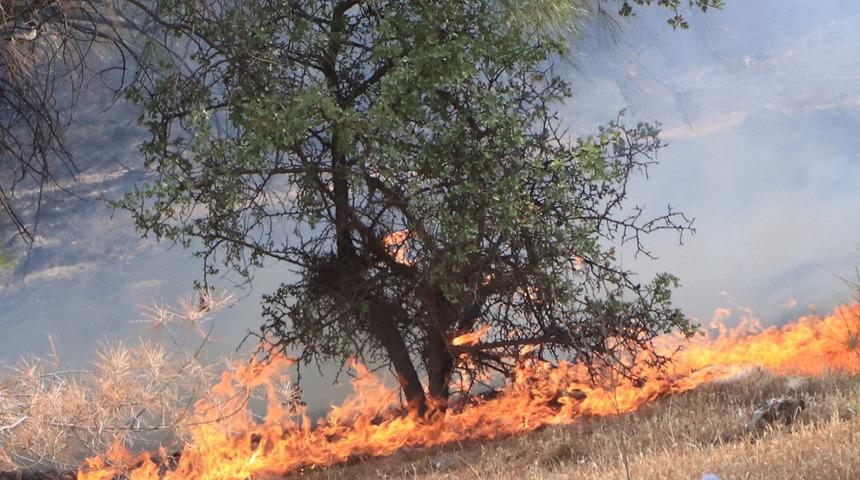 Son dakika! Şanlıurfa'da orman yangını! Bölgedeki 4 noktaya sıçradı