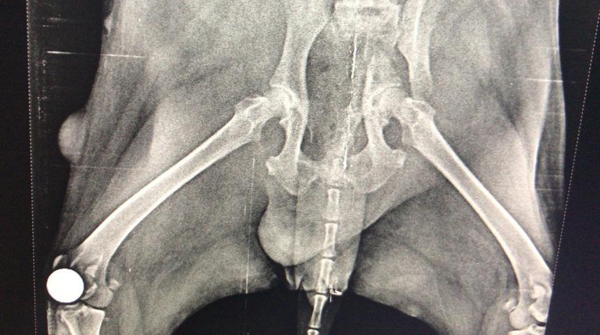 Köpeğin röntgenini görenler şoke oldu