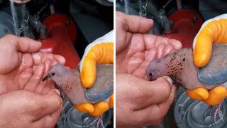 Yürekleri ısıtan anlar! İtfaiye ekipleri kurtardıkları kumruya elleriyle su içirdi