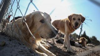 Hayvan hakları yasasında sona gelindi! Hangi suça kaç yıl hapis cezası?