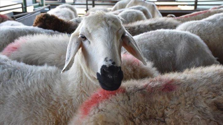 Anaç koyun ve keçi desteklemesi 2021 ne zaman ödenecek? Bakandan açıklama! 