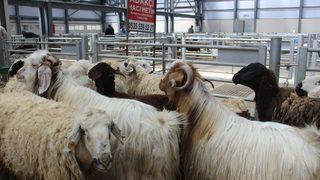 Küçükbaş kurbanlıklar bu bayramın gözdesi olacak! İşte kurbanlık fiyatları