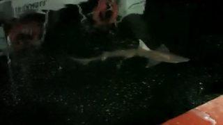 Haliç'te yaklaşık 2 metrelik köpek balığı görüntüledi