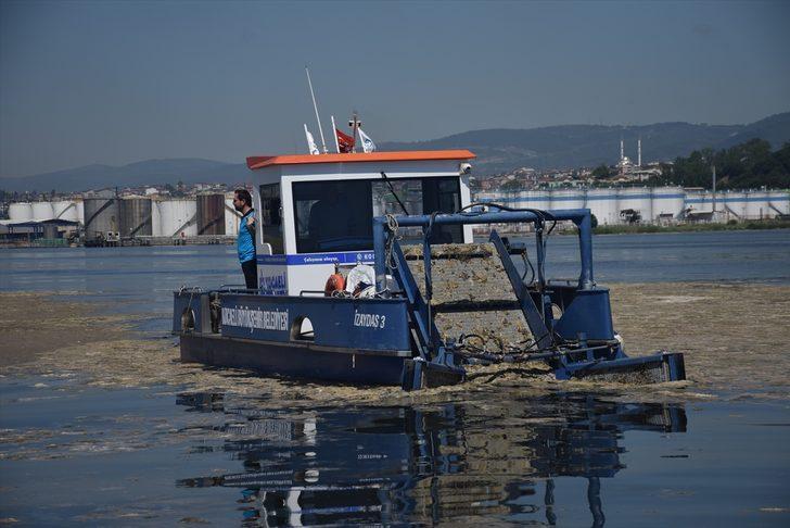 İzmit Körfezi'nde müsilaj temizleme çalışmaları devam ediyor G4