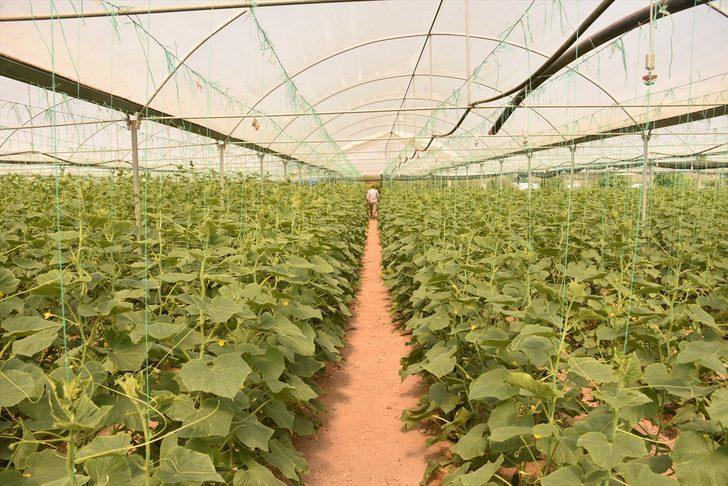 Bilecik'in köylerindeki seralarda salatalık hasadı başladı G1