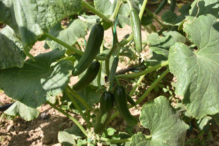 Bilecik'in köylerindeki seralarda salatalık hasadı başladı G2