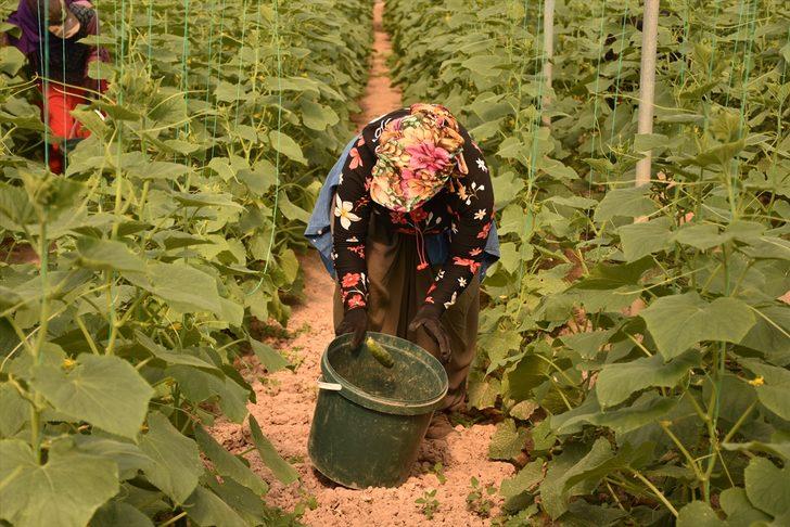 Bilecik'in köylerindeki seralarda salatalık hasadı başladı G3