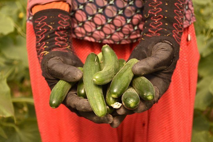 Bilecik'in köylerindeki seralarda salatalık hasadı başladı G4