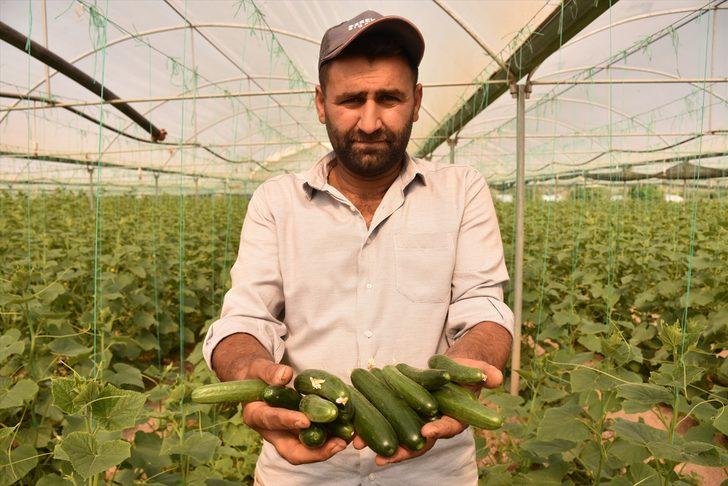 Bilecik'in köylerindeki seralarda salatalık hasadı başladı G5