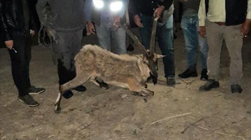 Sivas'ta arazide bitkin bulunan yaban keçisi at sırtında taşındı