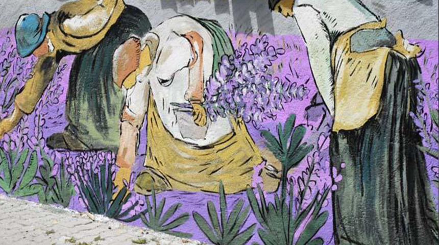 Muğla’da evlerinin duvarlarını lavanta figürleriyle süsleyen mahalle, ziyaretçileri için sabırsızlanıyor