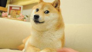 Doge meme'i NFT olarak satışa çıktı!