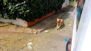 Hastaneye götürülen sahibini bırakmayan köpek ambulansın peşinden koştu