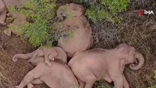 Çin'de göç eden firari fil sürüsü dinlenme molası verdi