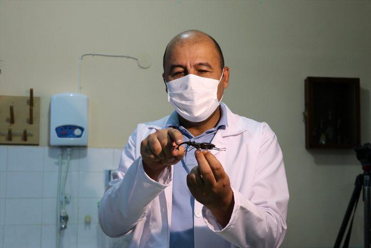 Anadolu'da çoğunluğu avcı ve tarım yararlısı 44 böcek türü keşfedildi G1